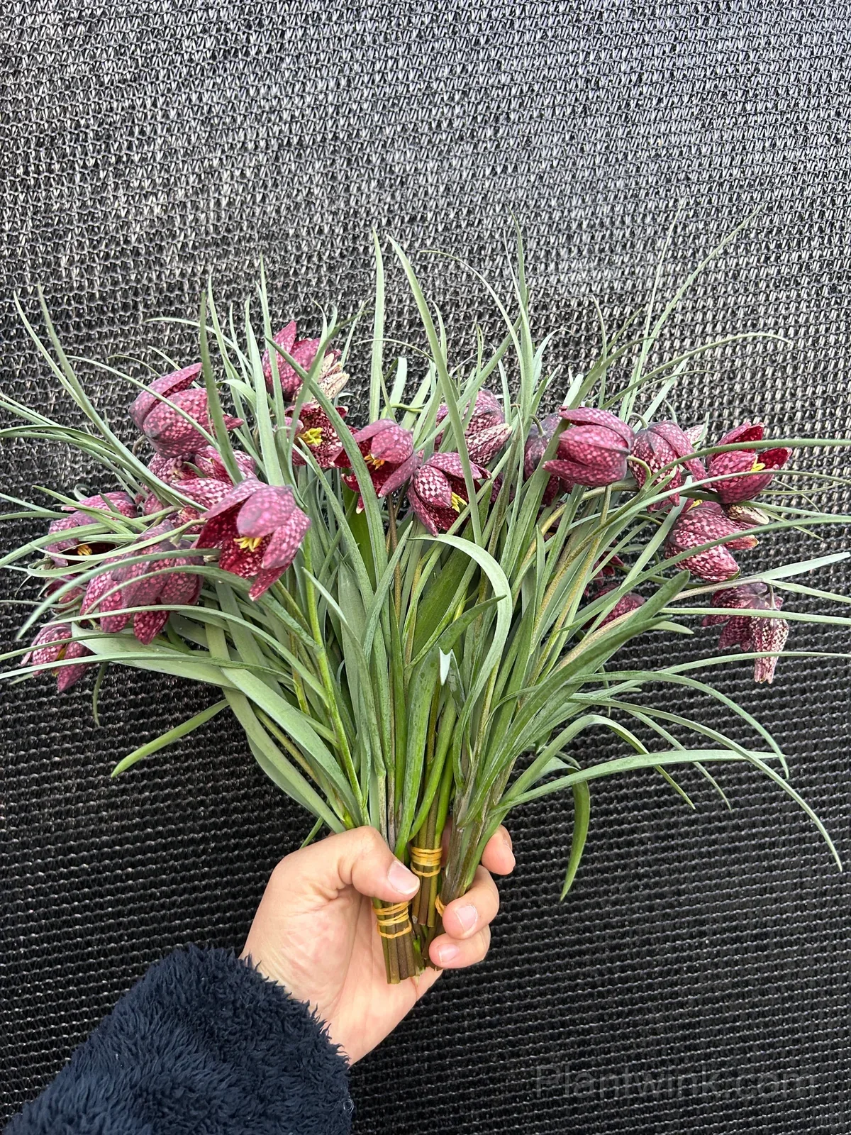 Fritillaria Meleagris Bulbs – Unique Checkered Spring Flowers for Gardens, Containers & Naturalizing - View 2