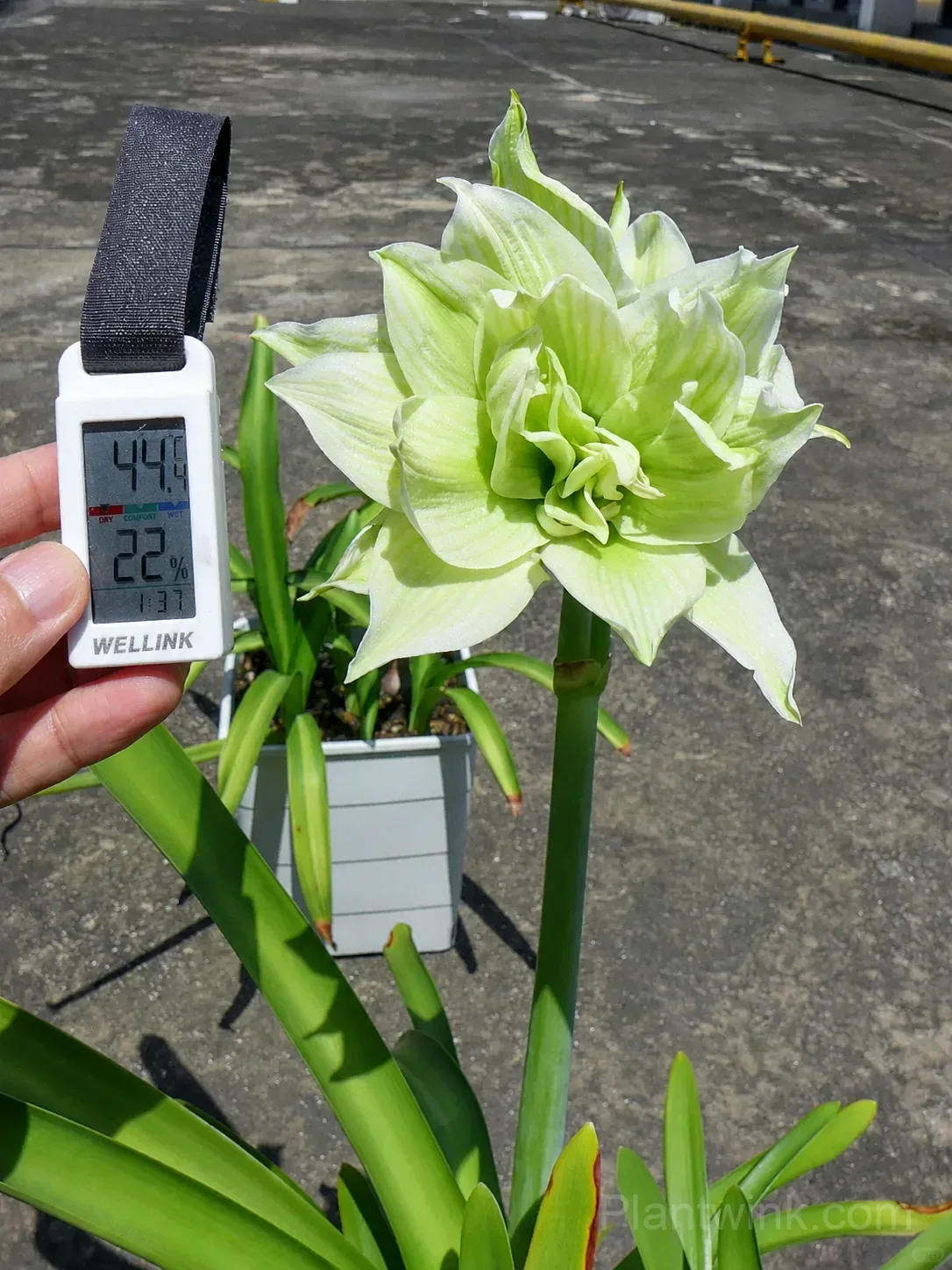Green Amaryllis Bulbs – Unique Green Flowering Bulbs for Indoor & Garden Growing - Alt