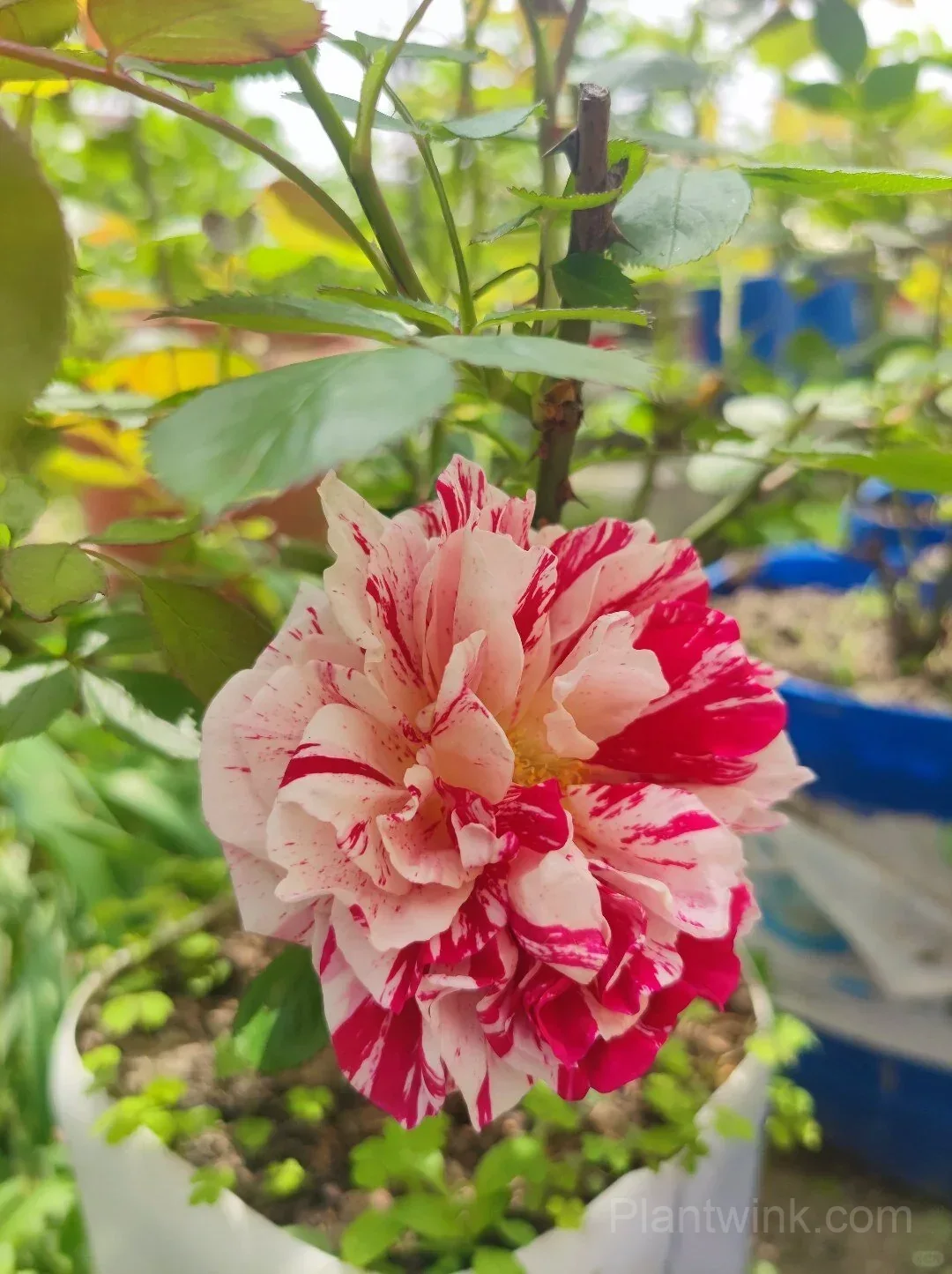 Vintage Pink Rose Seeds – Elegant Double Roses for Garden, Patio & Home Growing - View 3