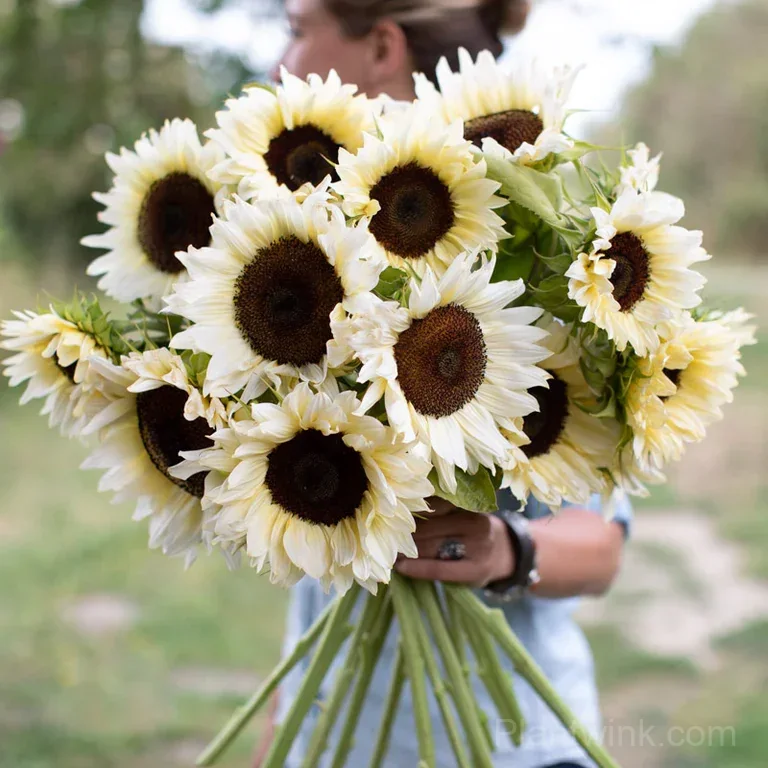 White Lover Sunflower Seeds – Elegant White Blooms, Easy to Grow & High Germination - View 5