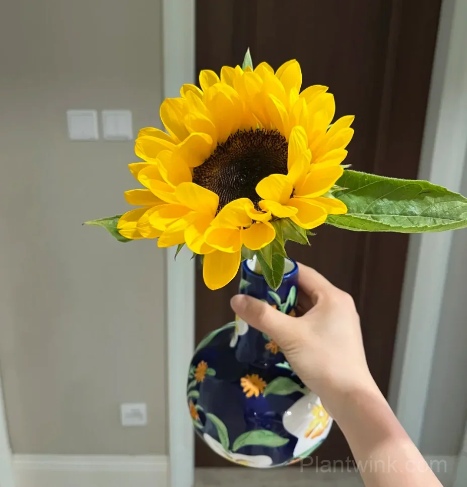 Black Center Sunflower Seeds – Giant Yellow Blooms, Easy to Grow & High Germination - View 2