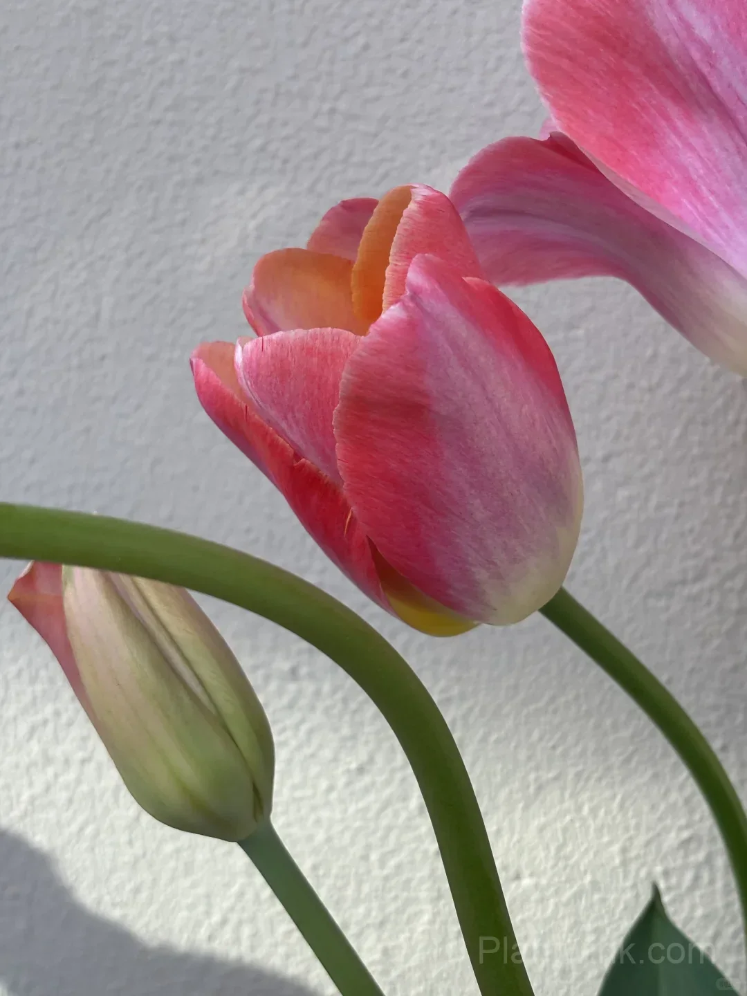 Peach Pink Tulip Bulbs – Coral Orange Flowering Tulips for Garden, Pots & Patio - View 8