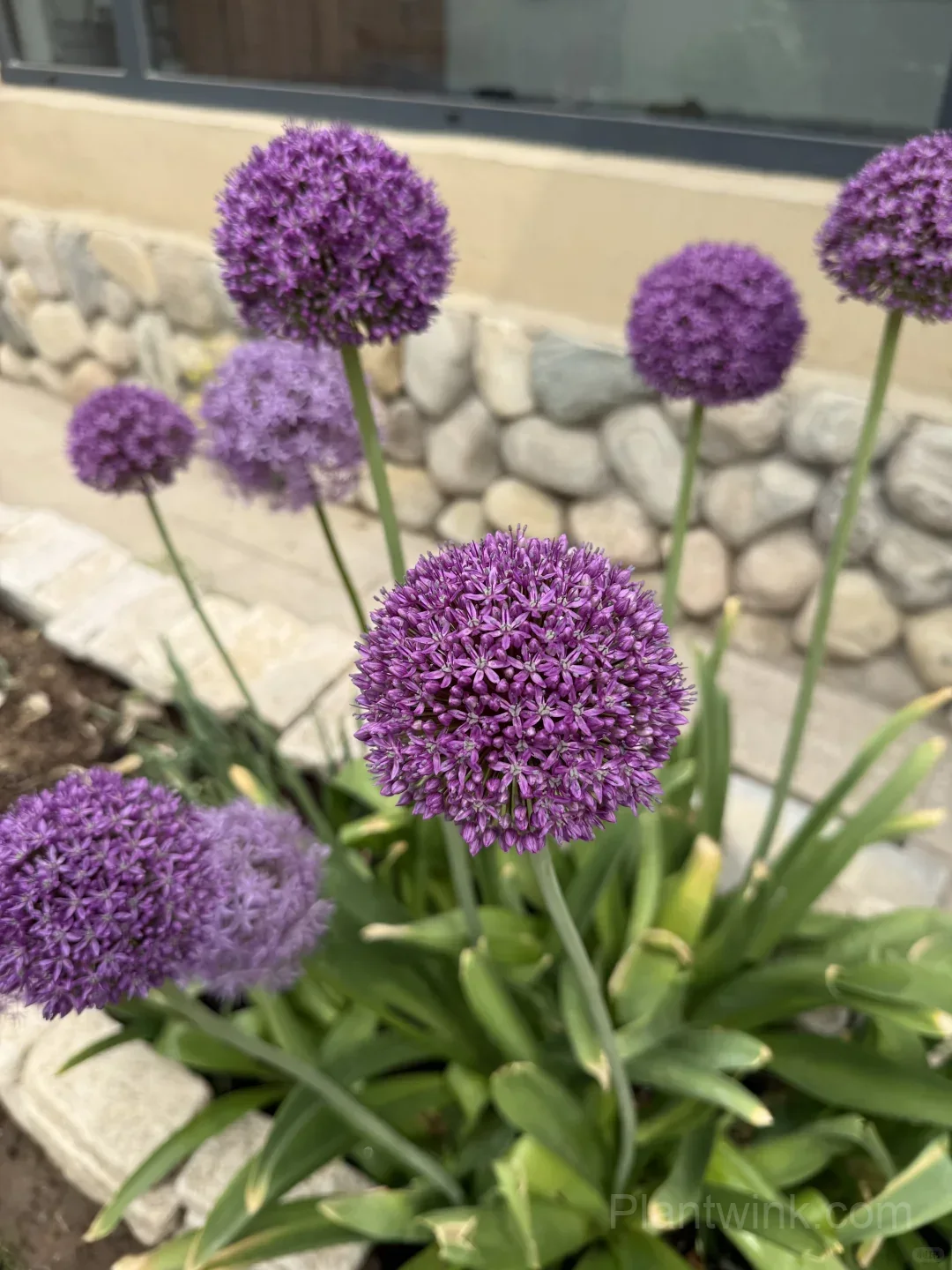 Allium Giganteum Bulbs – Giant Purple Globe Flowers for Garden Borders, Containers & Dried Floral Displays - View 2