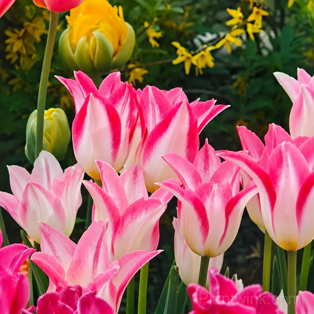 Marilyn Tulip Bulbs, Pink & White Lily-Flowered Tulips for Garden & Patio - View 2