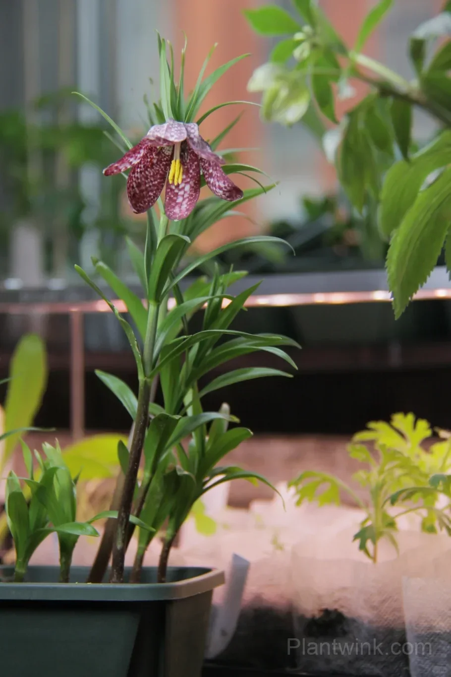 Fritillaria Meleagris Bulbs – Unique Checkered Spring Flowers for Gardens, Containers & Naturalizing - View 8