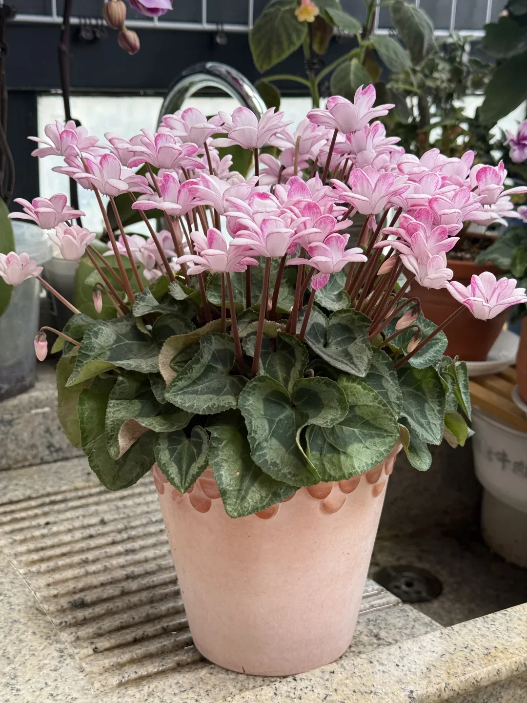Cyclamen Bulbs– Easy-to-Grow Winter Bloomers for Indoor Pots, Balcony Planters & Holiday Decor - View 7