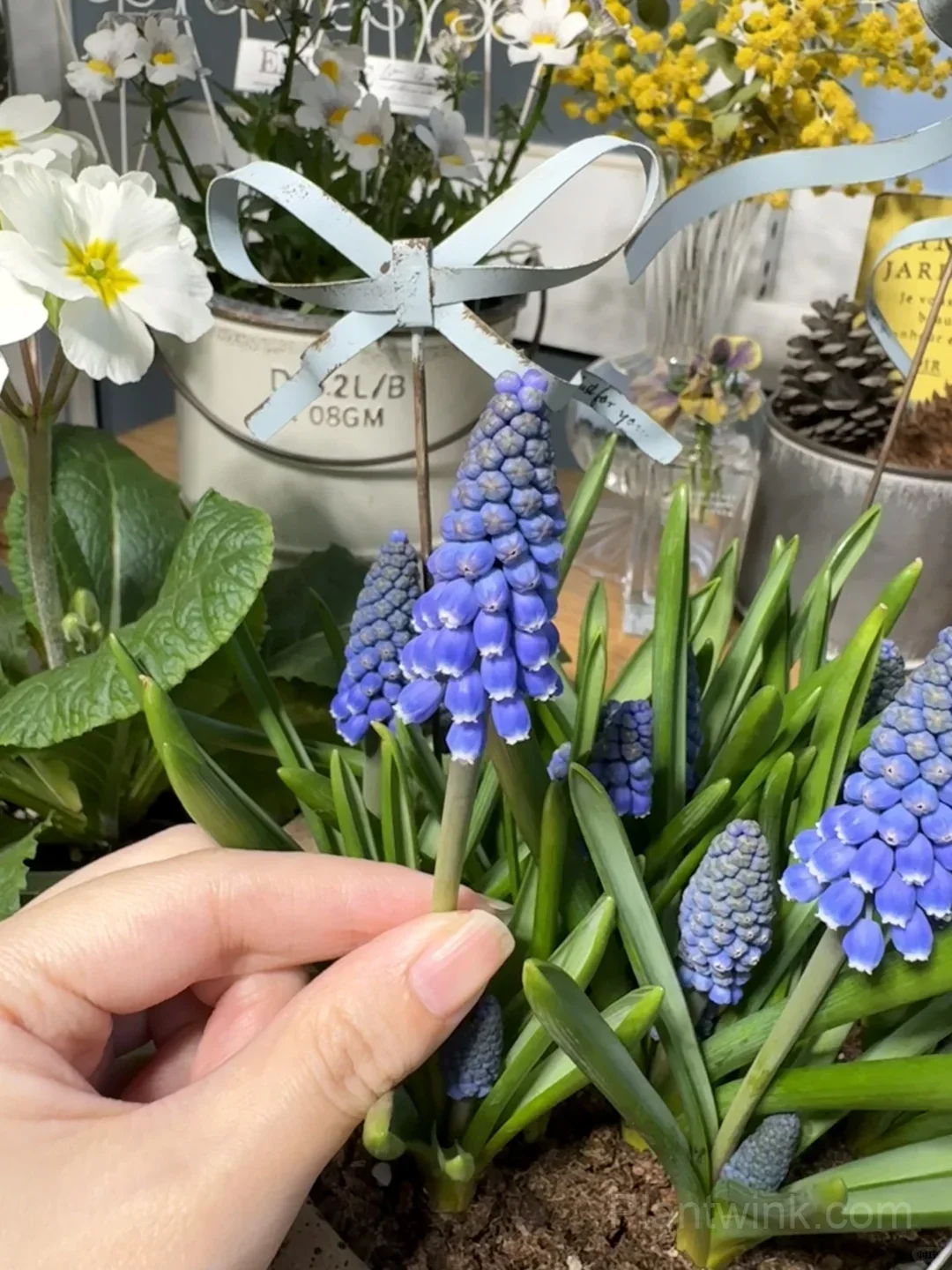 Grape Hyacinth Bulbs (Muscari) – Fragrant Blue Spring Flowers for Garden, Pots & Borders - View 6