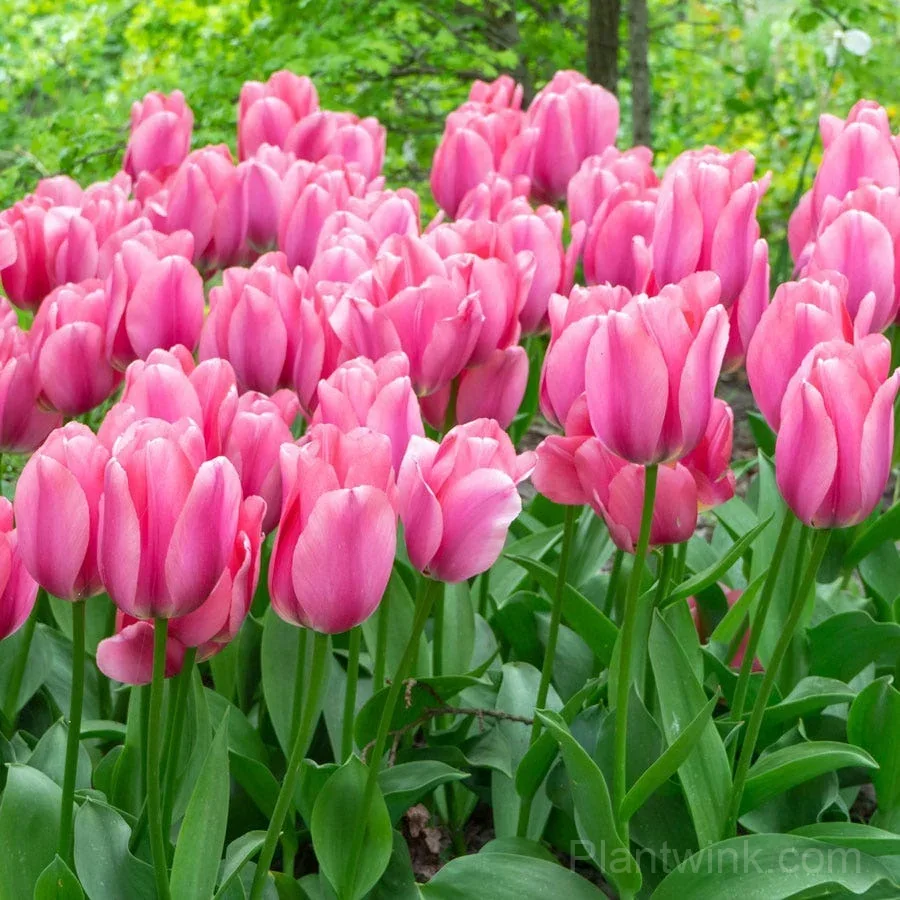 Premium Pink Tulip Bulbs – Dutch Spring Flower Bulbs for Planting & Garden - View 2