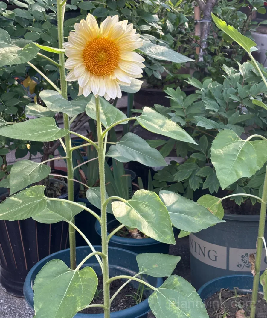 White Moonlight Sunflower Seeds – Elegant White Blooms, Easy to Grow & High Germination - View 4