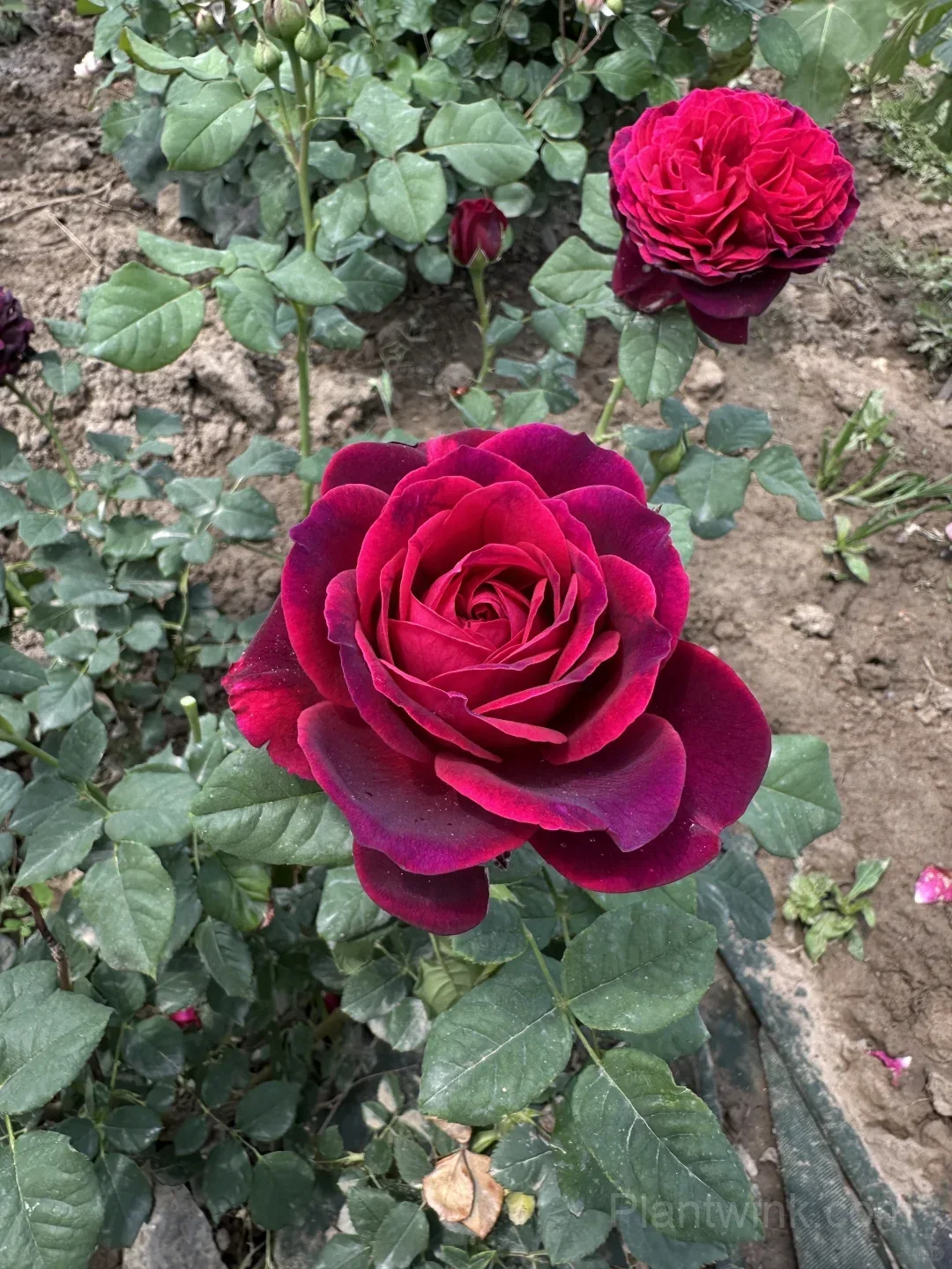 Deep Purple Rose Seeds – Elegant Double Blooms, Easy to Grow detail manual selection