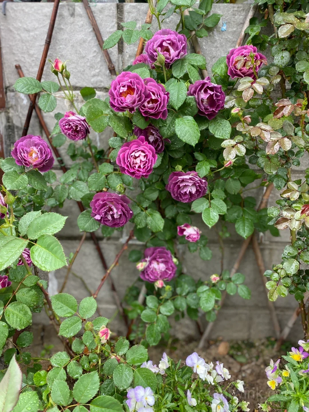 Deep Purple Rose Seeds – Magenta-Violet Double Blooms, Easy to Grow - Alt