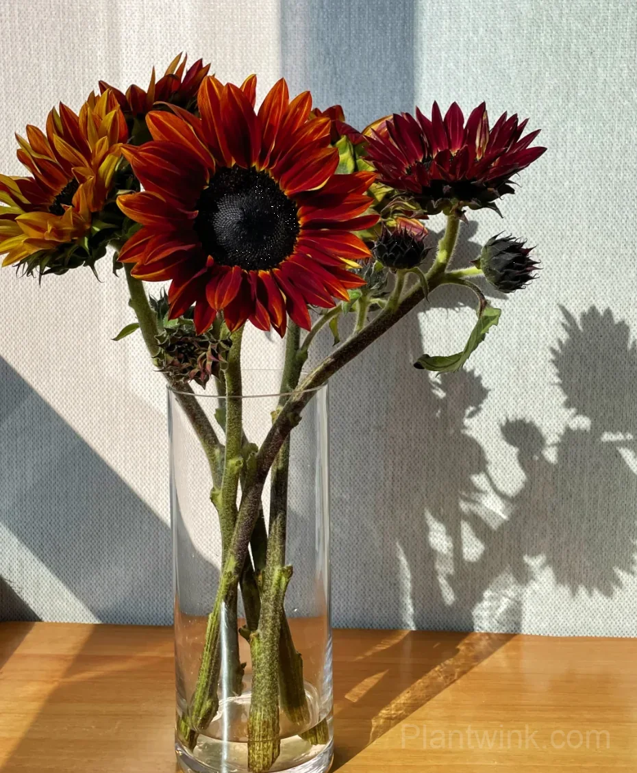 Painted Sunflower Seeds – Multicolor Blooms, Easy to Grow & High Germination - View 2