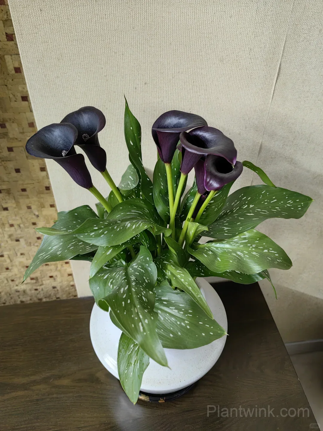 Calla Lily Bulbs – Elegant Trumpet-Shaped Blooms for Garden Beds, Patio Containers & Cut Flower Arrangements detail manual selection