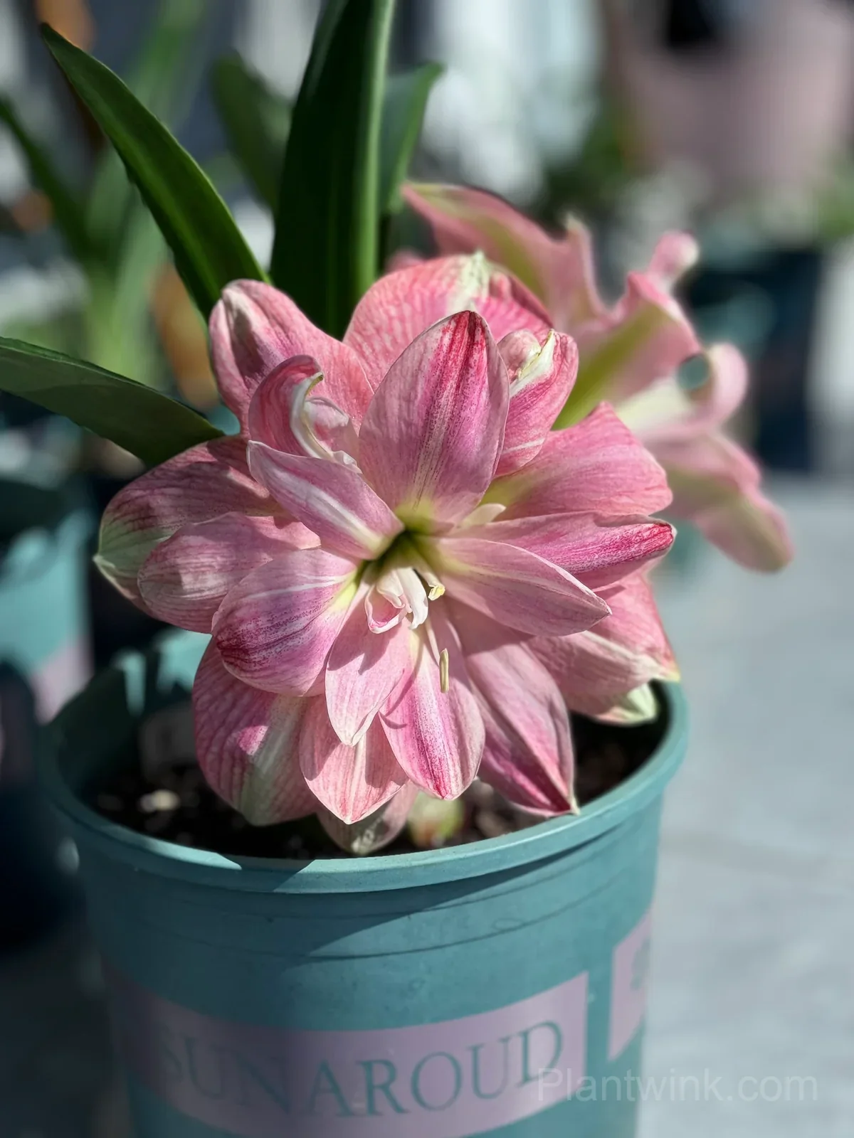 Pink Amaryllis Bulbs – Vibrant Pink Blooms, Easy to Grow & Reblooming - Alt