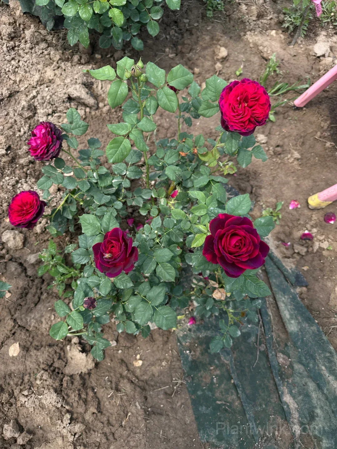 Deep Purple Rose Seeds – Elegant Double Blooms, Easy to Grow - Alt