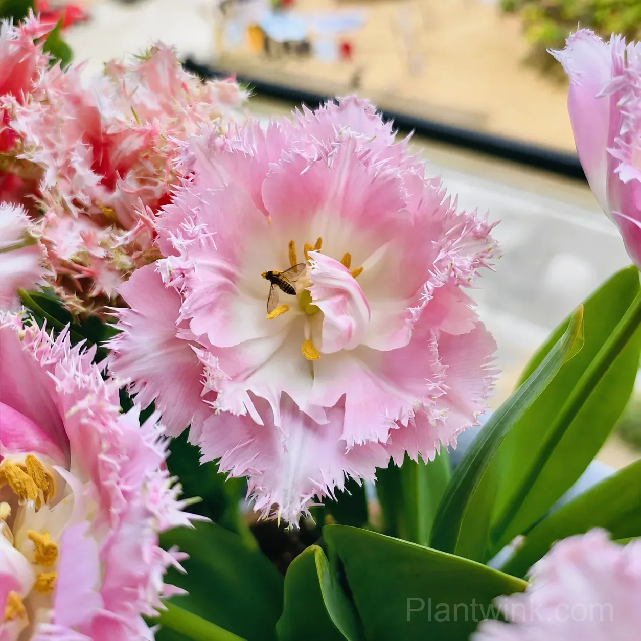 Pink Fringed Tulip Bulbs – Elegant Double-Layered Petals for Garden & Patio detail manual selection