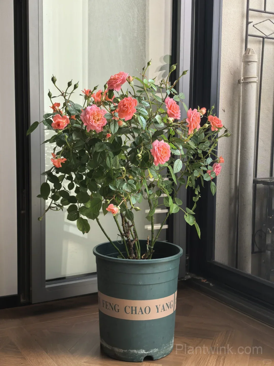 Salmon Pink Patio Rose Seeds – Beautiful Double Blooms, Compact & Easy to Grow - View 2