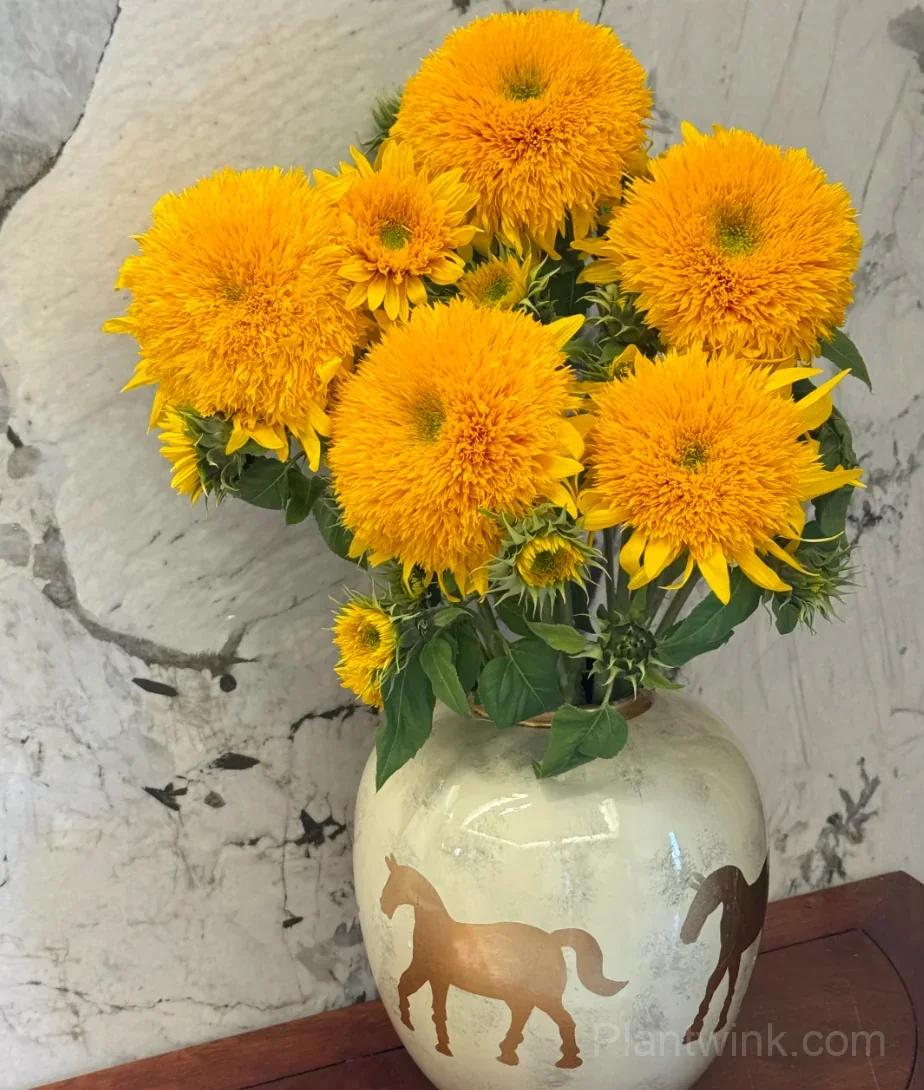 Teddy Bear Sunflower Seeds – Dwarf Double Blooms, Easy to Grow & High Germination - View 5