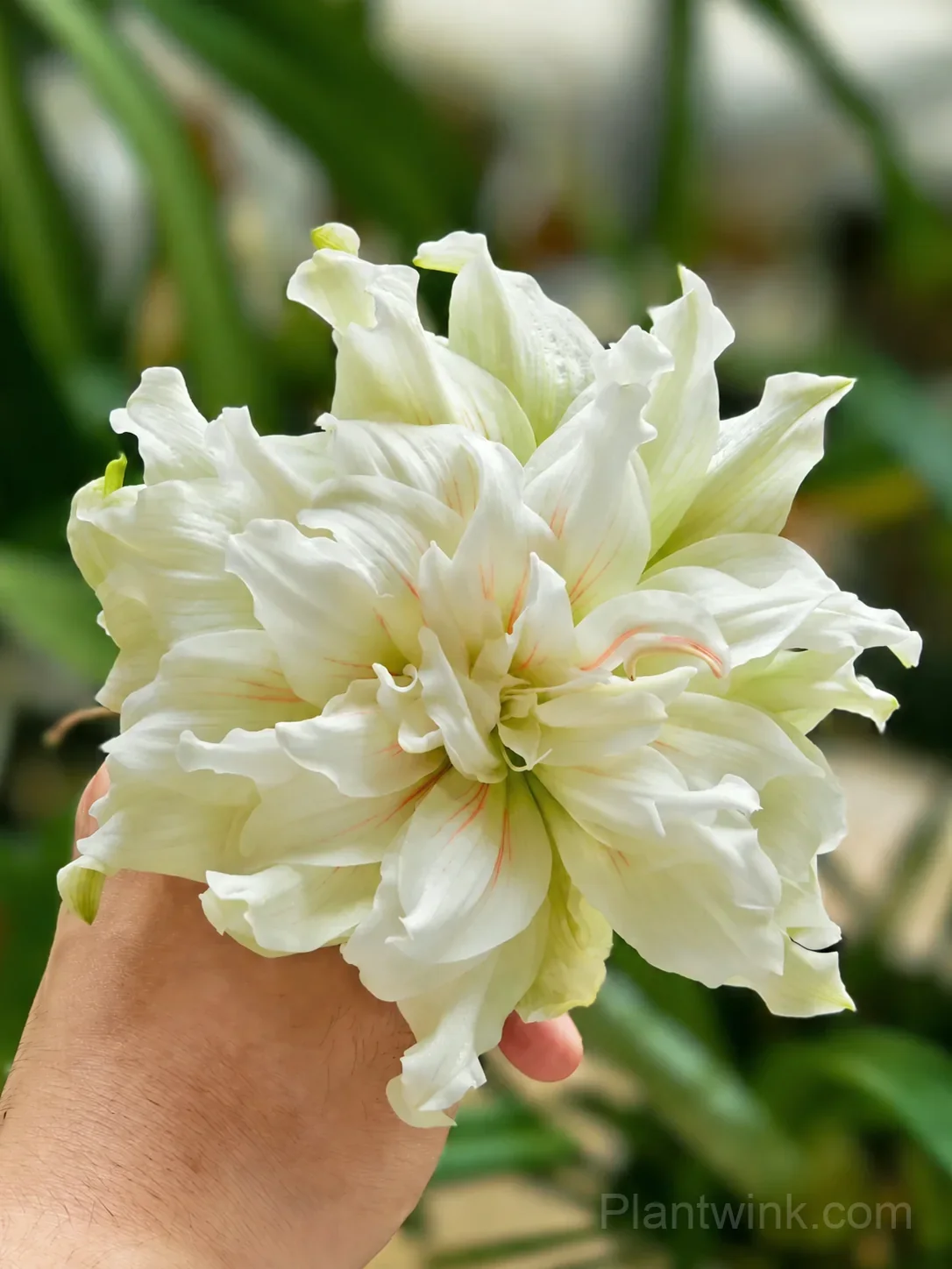 Green Amaryllis Bulbs – Unique Green Blooms, Easy to Grow & Reblooming - Main