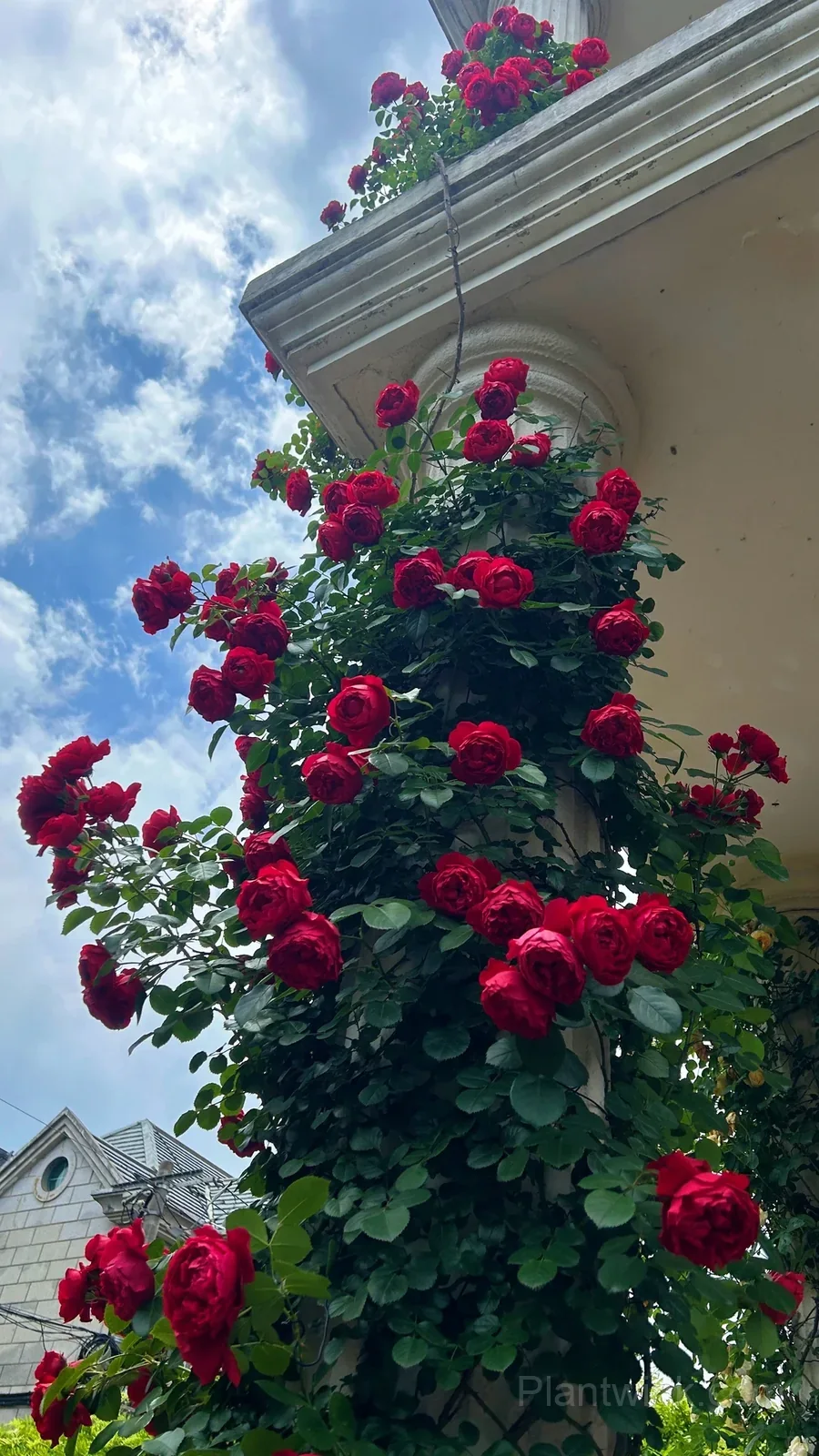 Florentina Rose Seeds – Climbing Red Roses for Garden, Trellis & Home Growing detail manual selection
