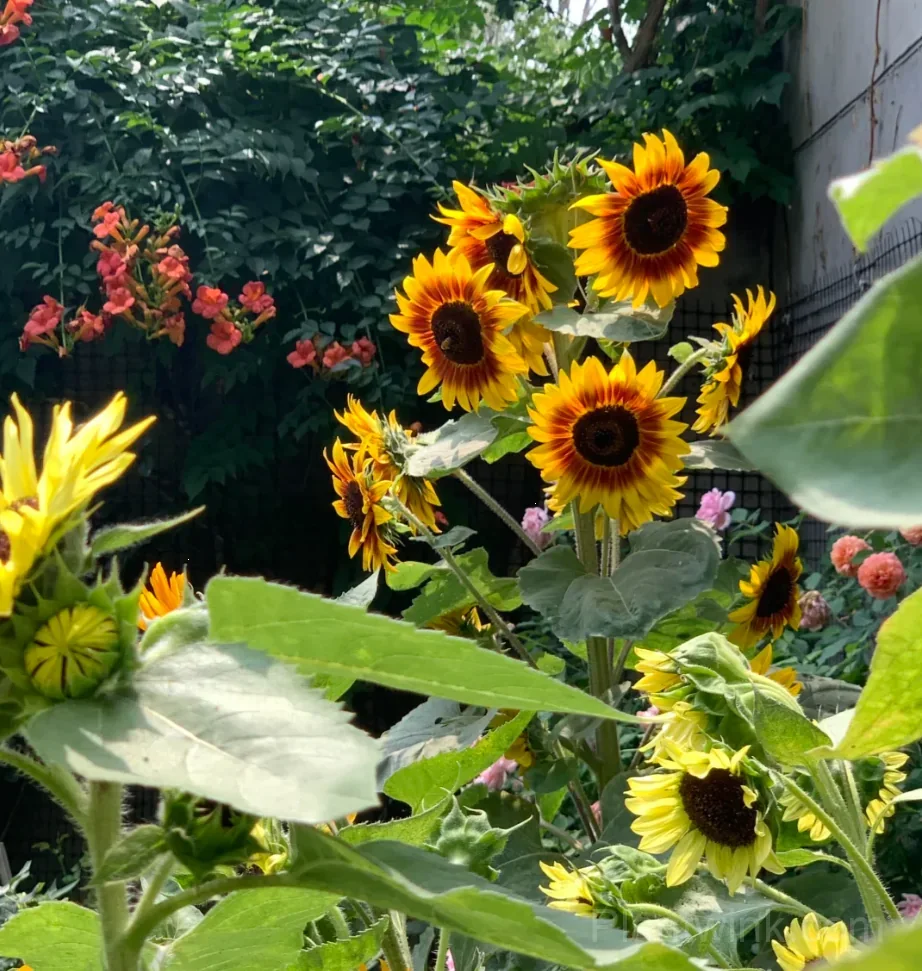 Multicolor Branching Sunflower Seeds – Colorful Multiple Blooms, Easy to Grow & High Germination - View 2