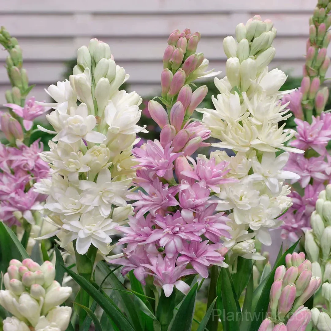 Tuberose Bulbs – Intensely Fragrant White Spikes for Night Gardens, Patio Planters & Perfume-Inspired Bouquets - View 6