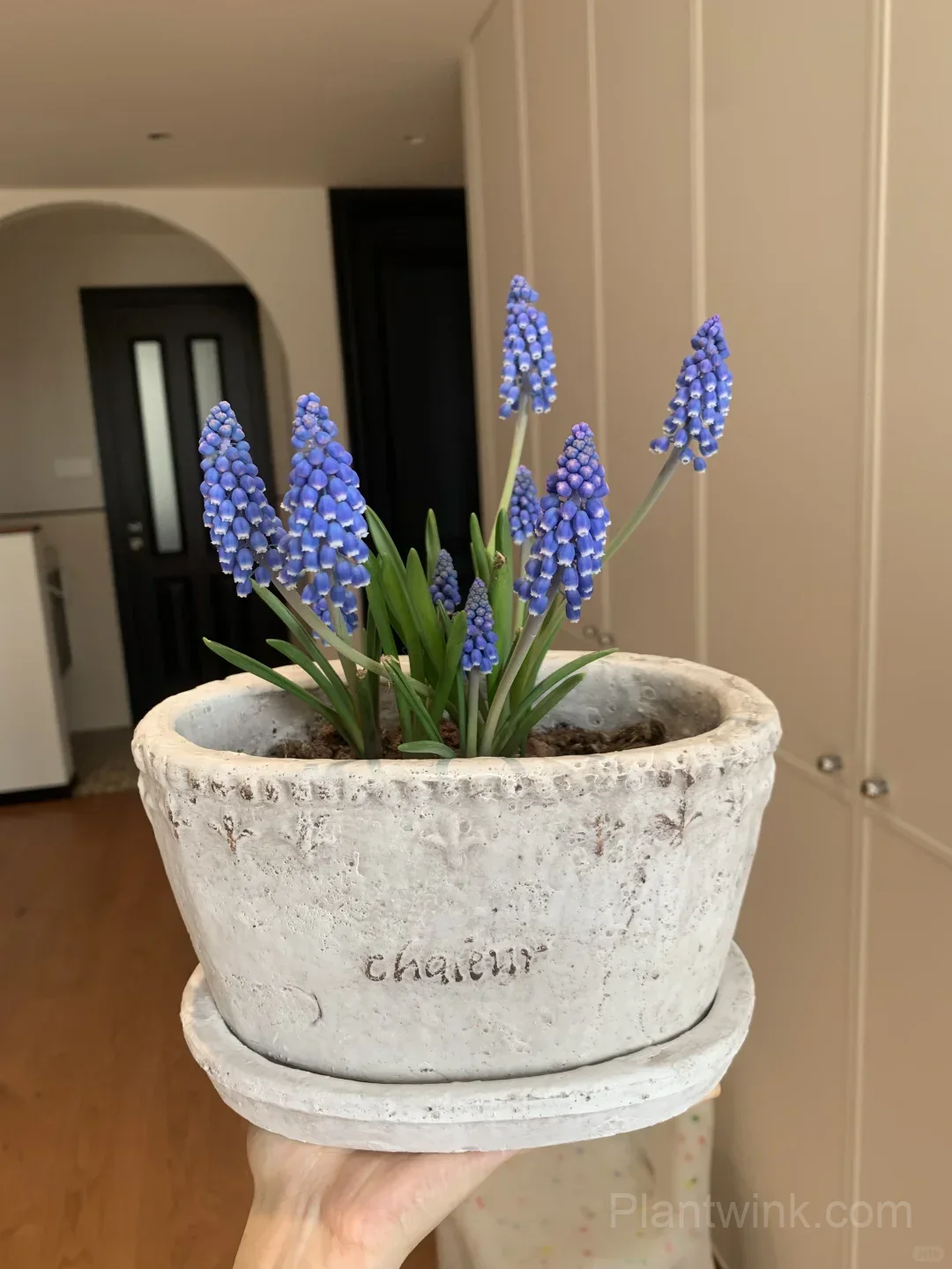 Grape Hyacinth Bulbs (Muscari) – Fragrant Blue Spring Flowers for Garden, Pots & Borders - View 2