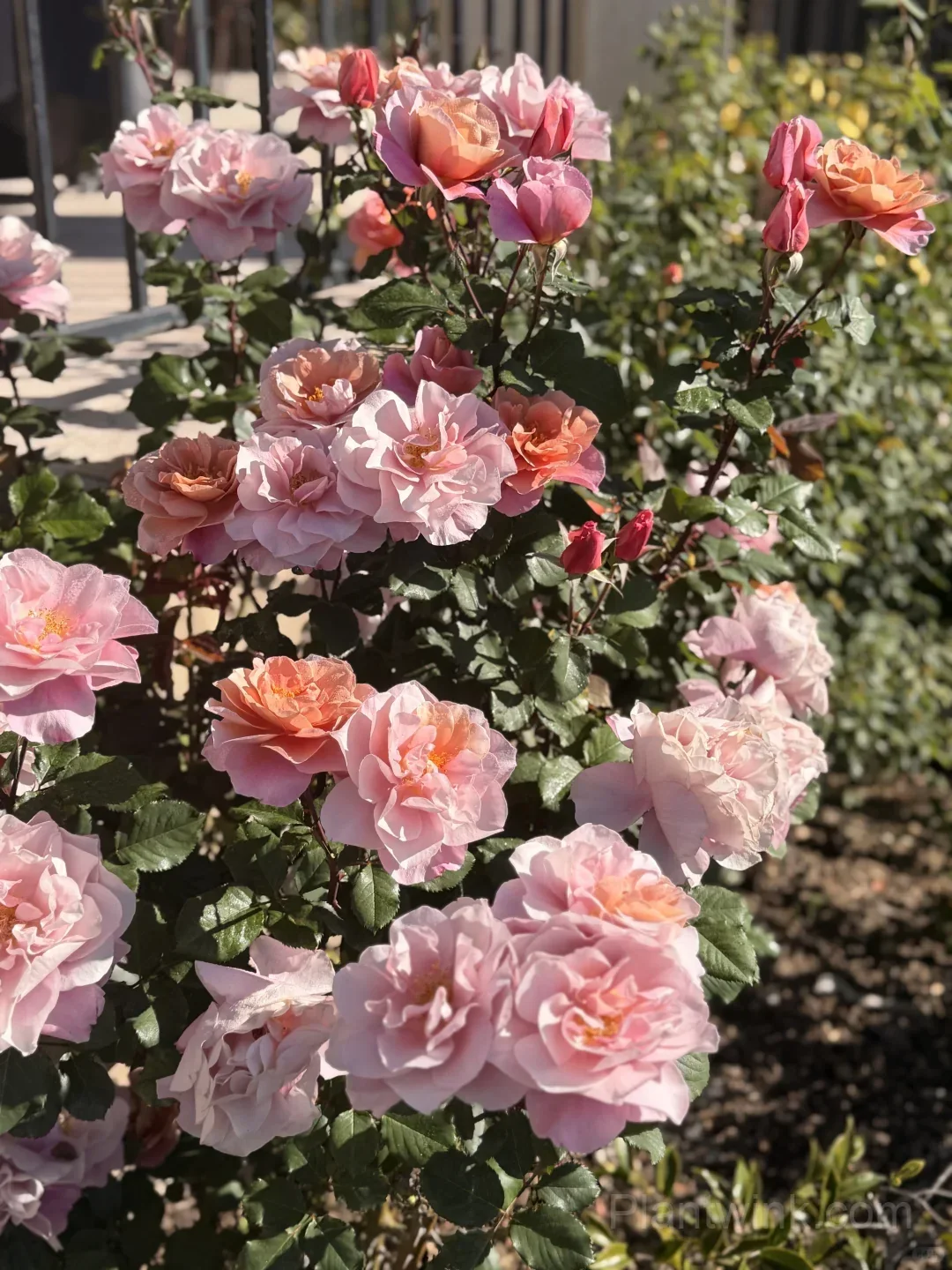 Distant Drums Rose Seeds - Rare Color-Changing Mauve & Bronze Shrub, Strong Myrrh Fragrance - View 3
