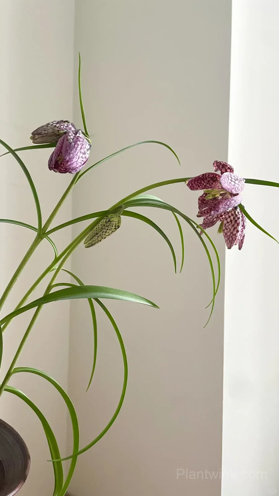 Fritillaria Meleagris Bulbs – Unique Checkered Spring Flowers for Gardens, Containers & Naturalizing - View 4