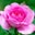 Donna Rose