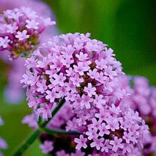 Vervain Seed - View 3