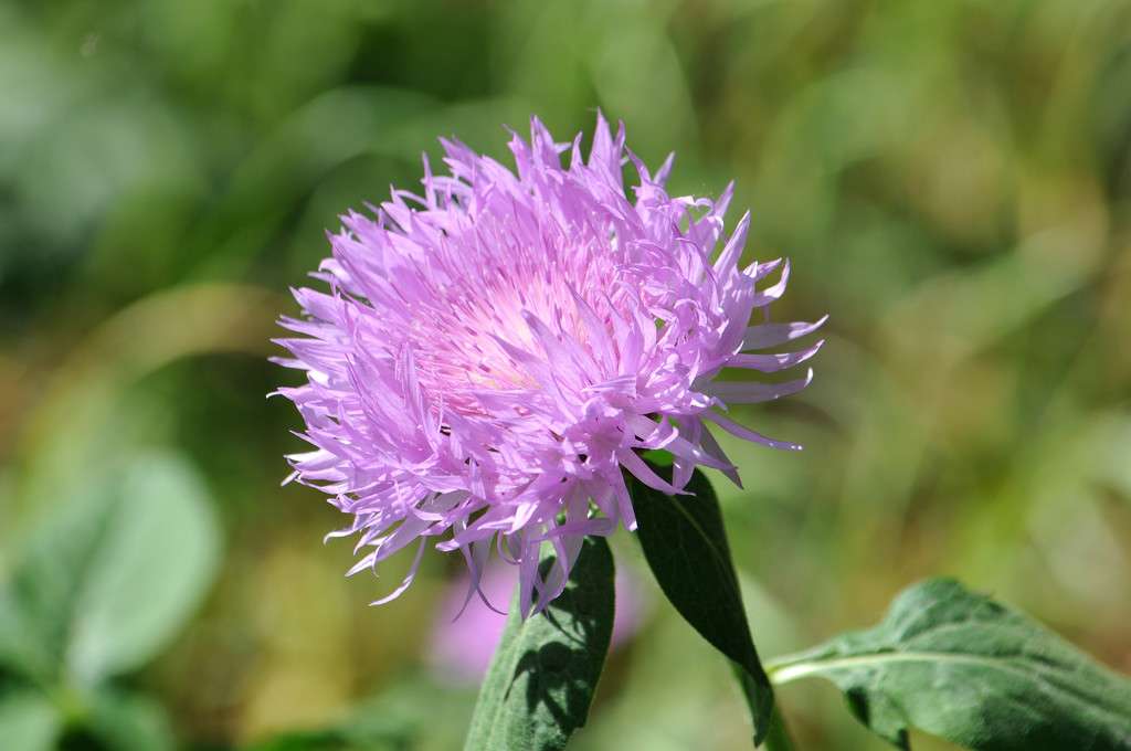 Bachelor’s Button - View 5
