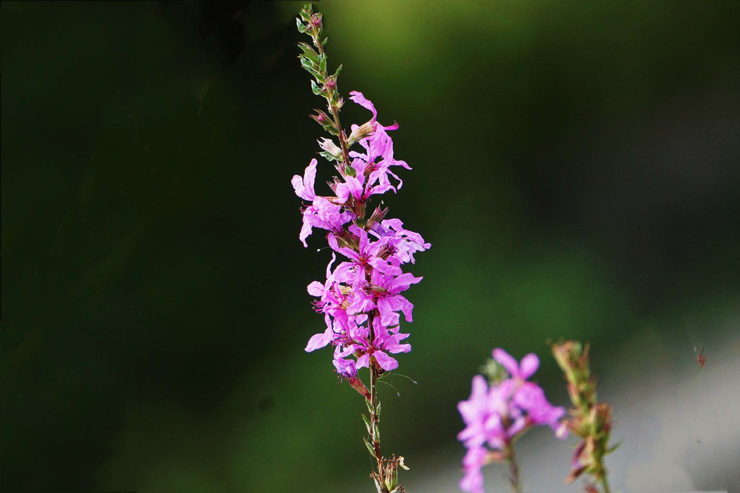 Purple Lythrum Seed - Main