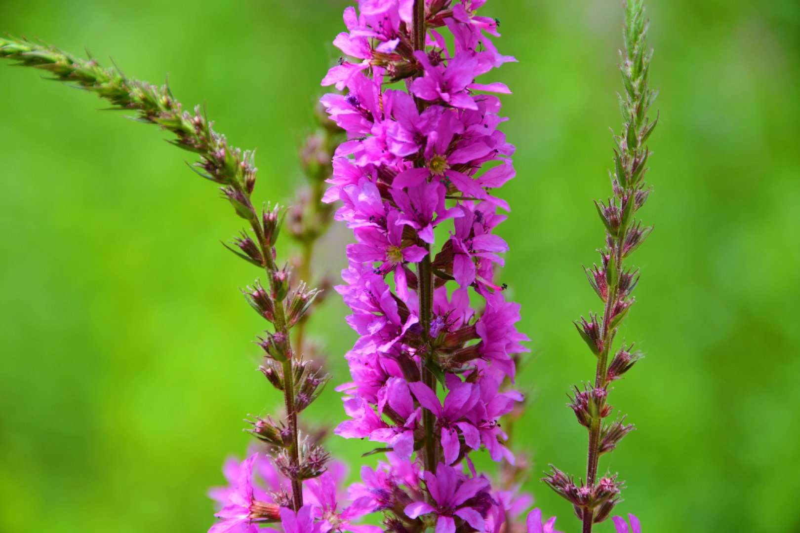 Purple Lythrum Seed - Alt