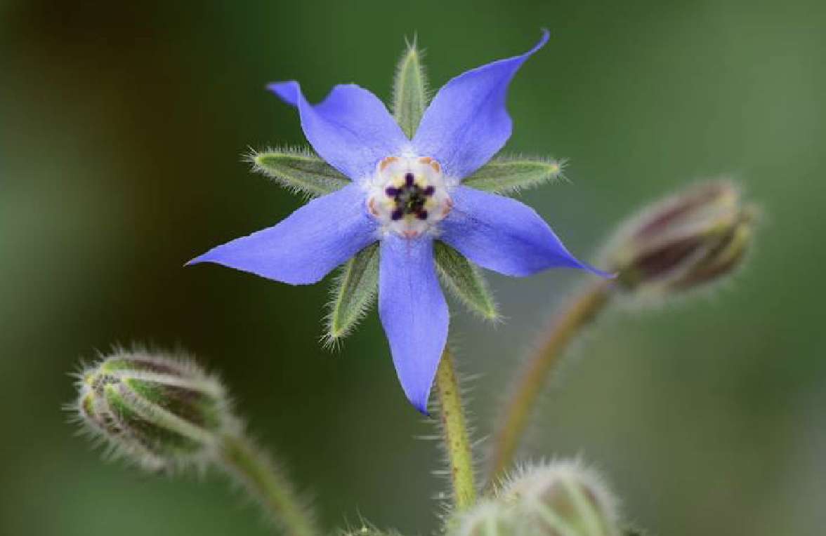 Borage Seed - View 5