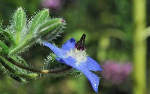 Borage Seed - View 4