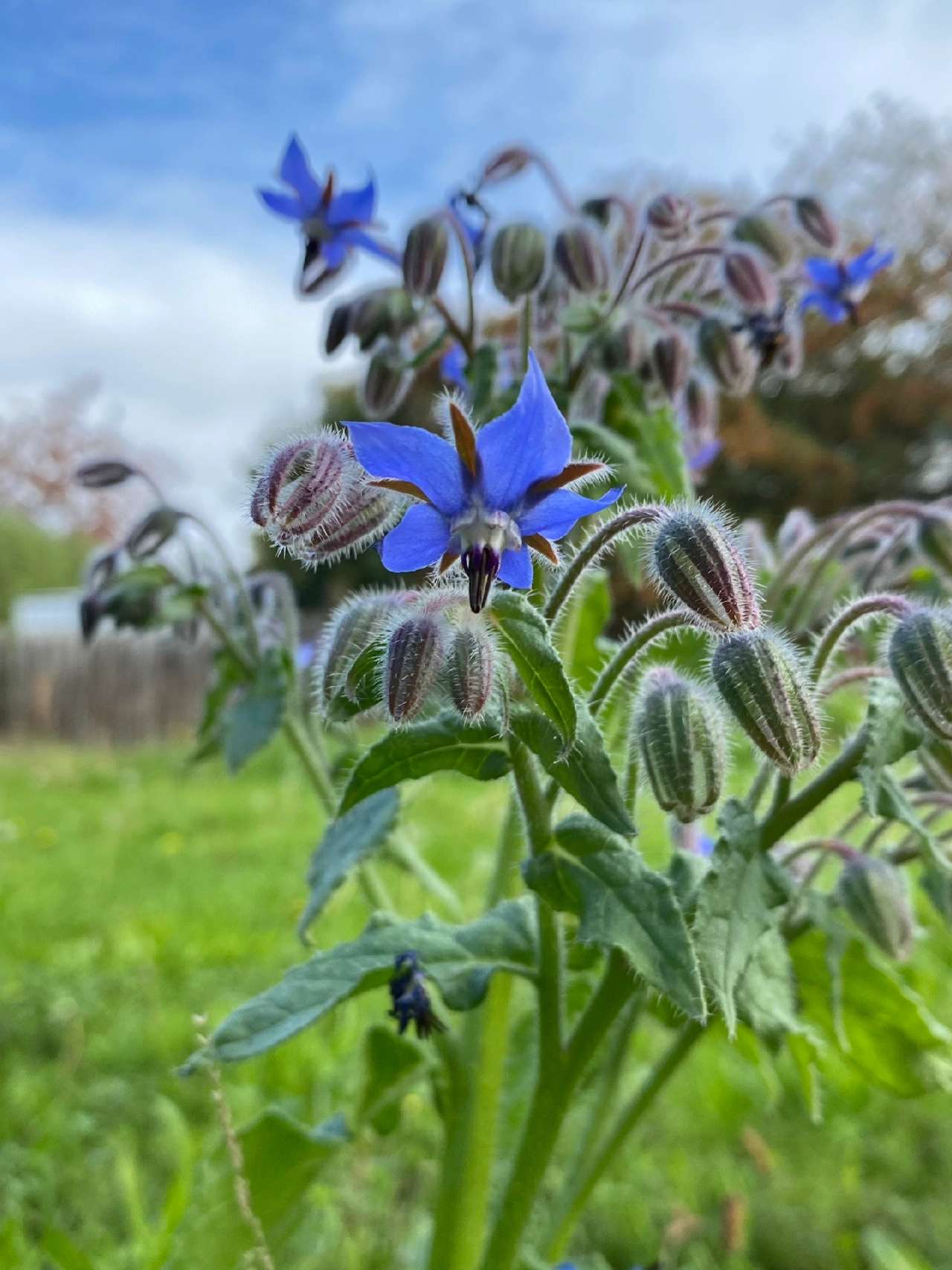 Borage Seed - View 3