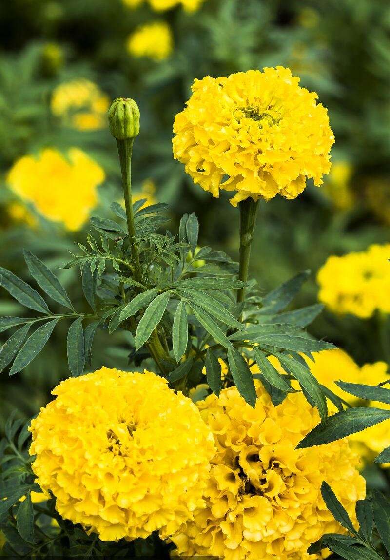 Marigold