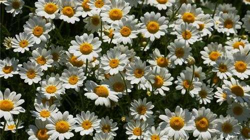 Chamomile Seed - View 5