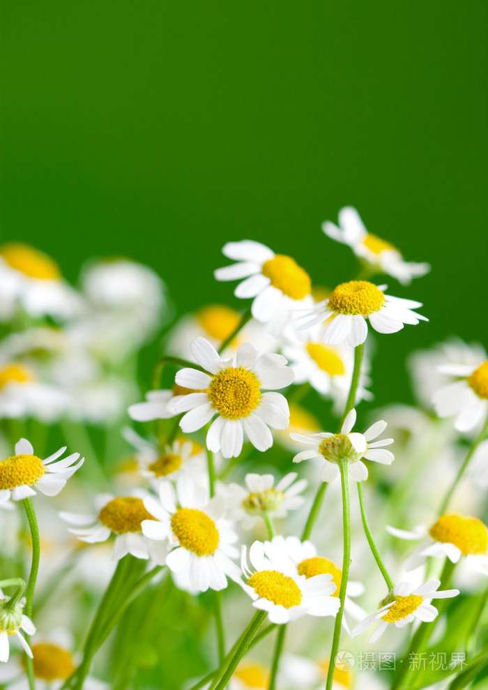 Chamomile Seed - View 3