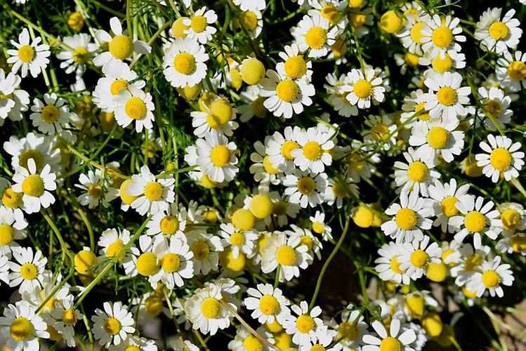 Chamomile Seed - View 4