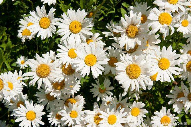 Chamomile Seed - Main
