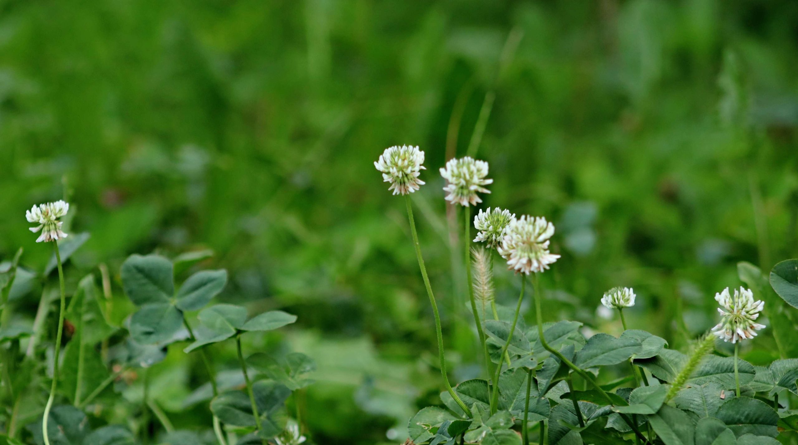 Clover