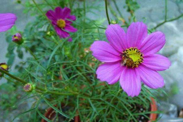Purple Tall Cosmos - View 5