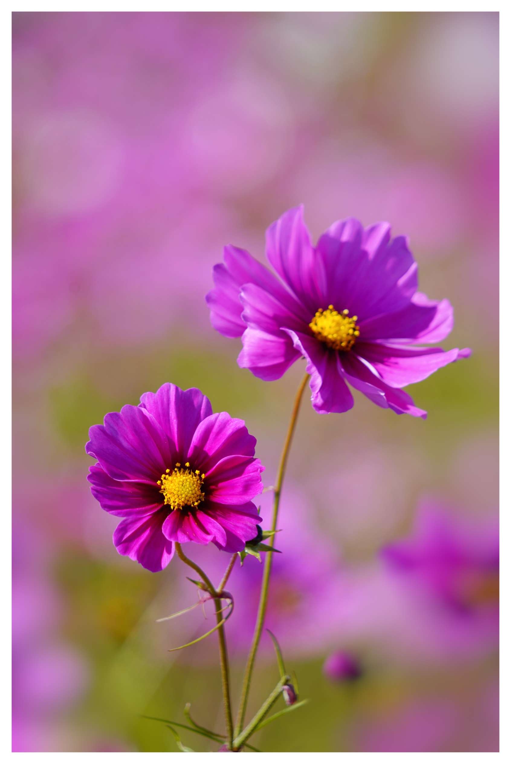 Purple Tall Cosmos - Main