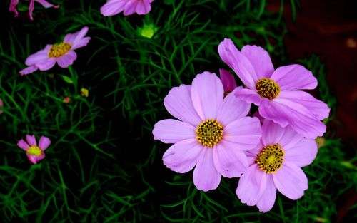 Purple Tall Cosmos - Alt