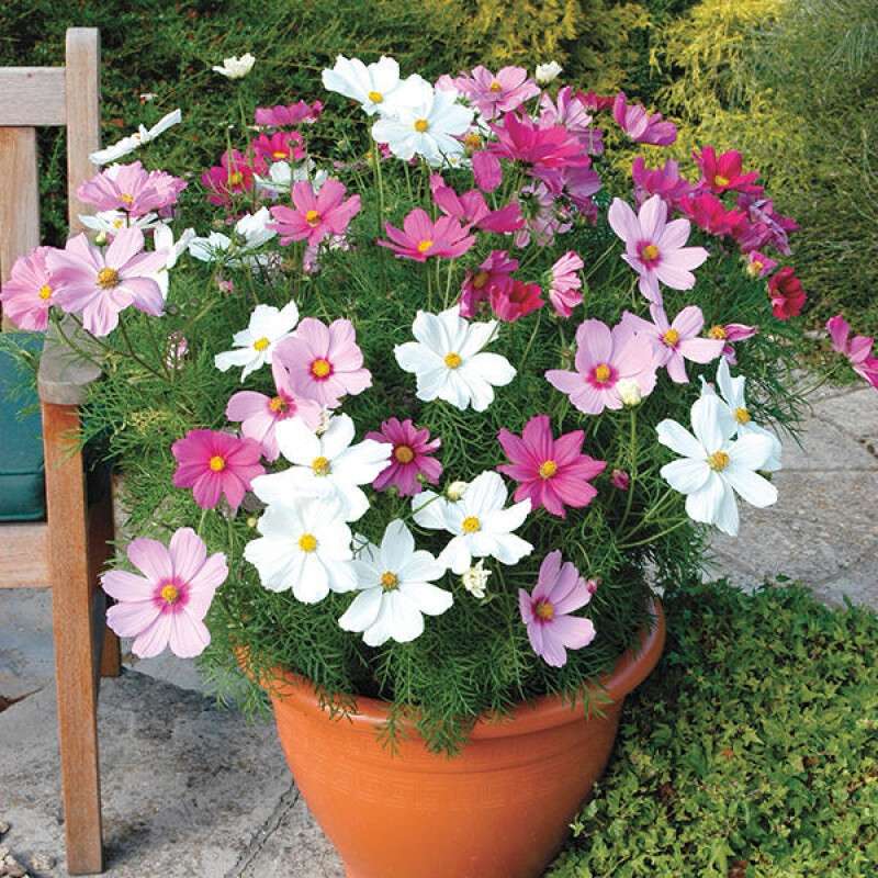 Multi-Colored Short Cosmos - Main