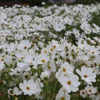 White Short Cosmos - Alt