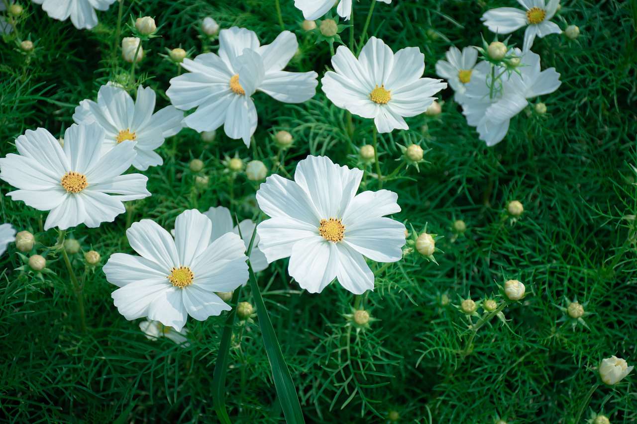 White Short Cosmos - Main