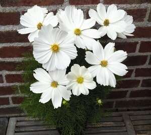 White Short Cosmos - View 3